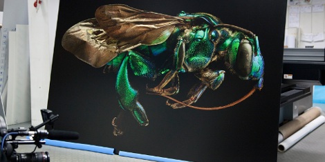 Titled Microsculpture; the exhibition reveals images of selected specimens from the museum’s collection like they have never been seen before, in large-format detail.